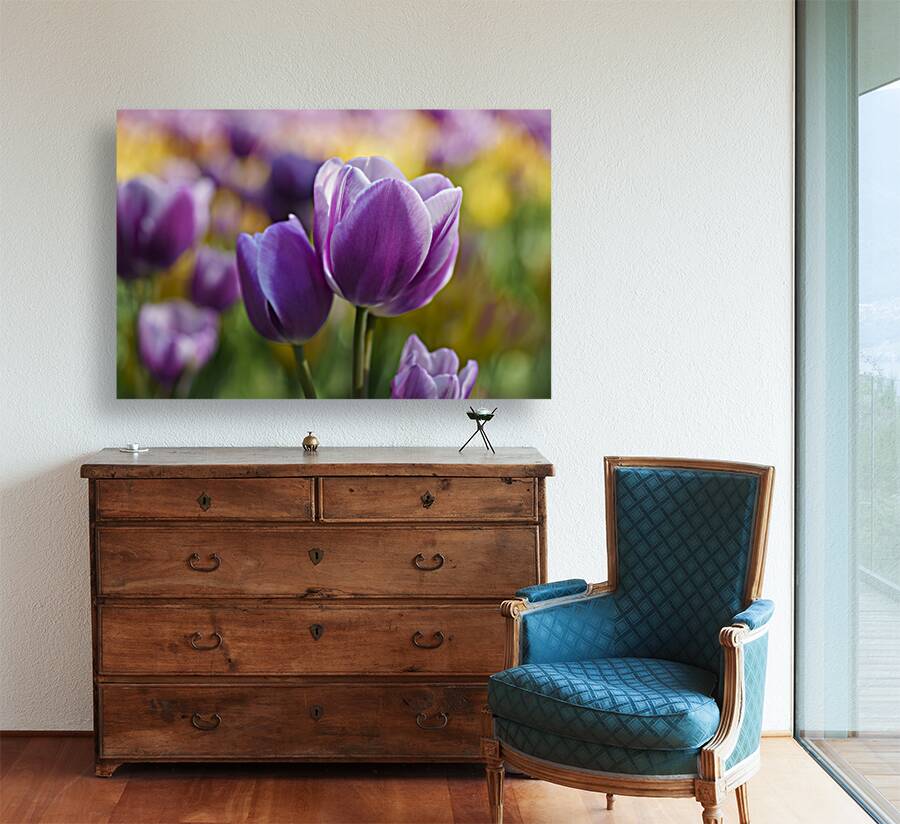 A Touch of Purple Reproduction