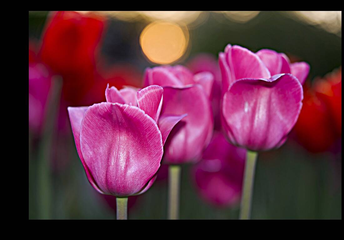 Three Amigos Reproduction