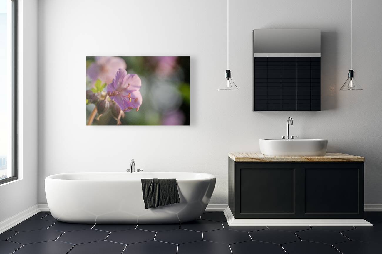 Catching Sun Rays Reproduction