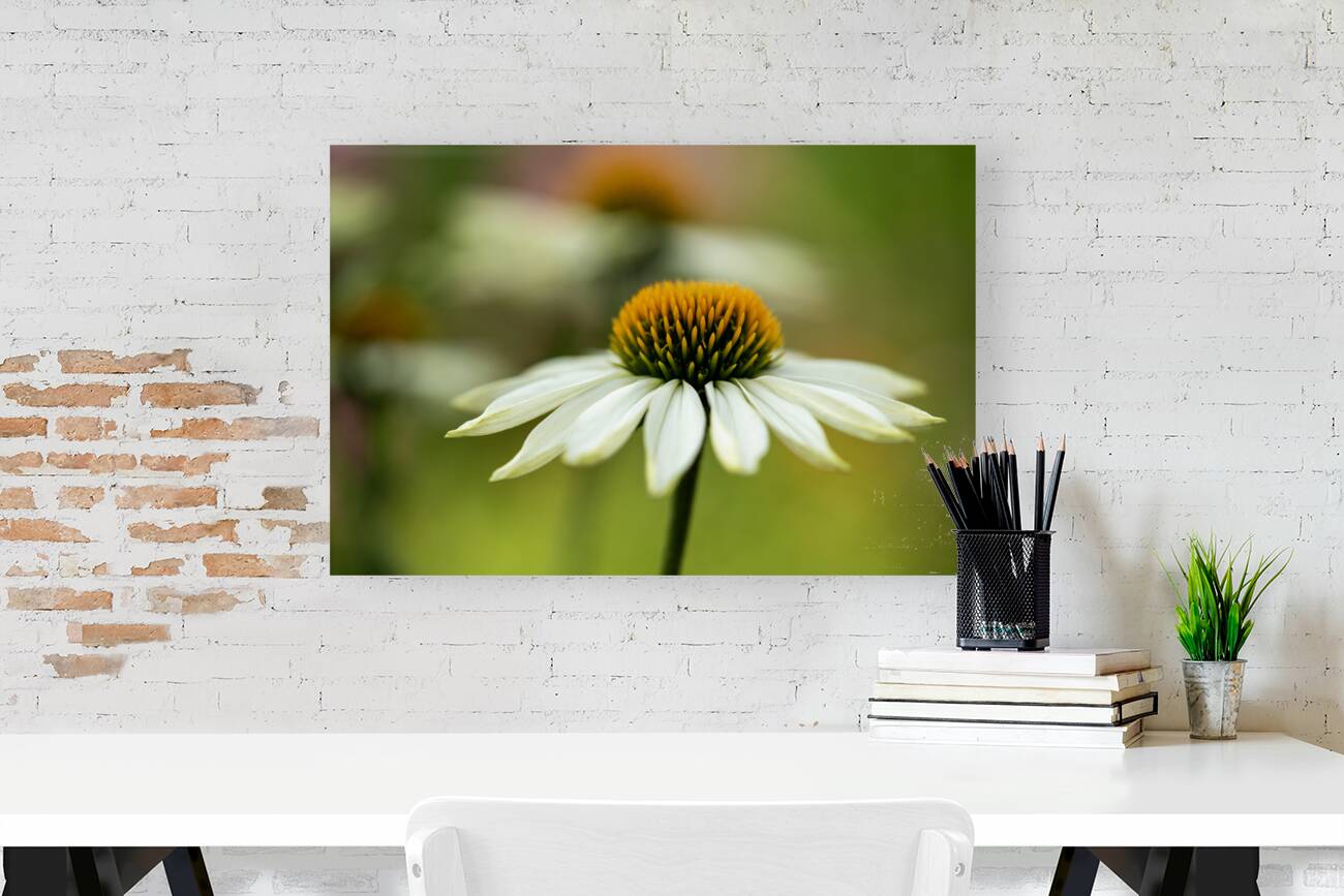 White Swan Reproduction