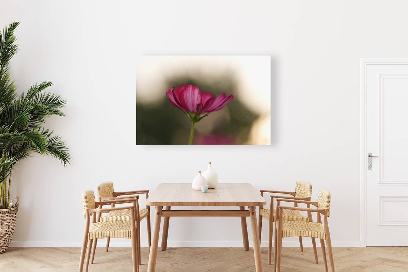 Dreamy State Reproduction