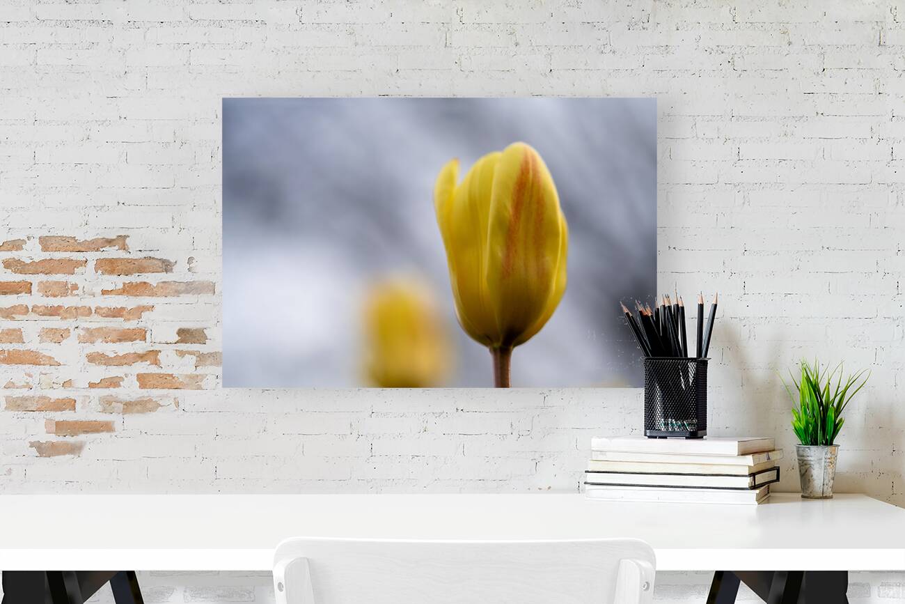 Yellow Whisperings Reproduction