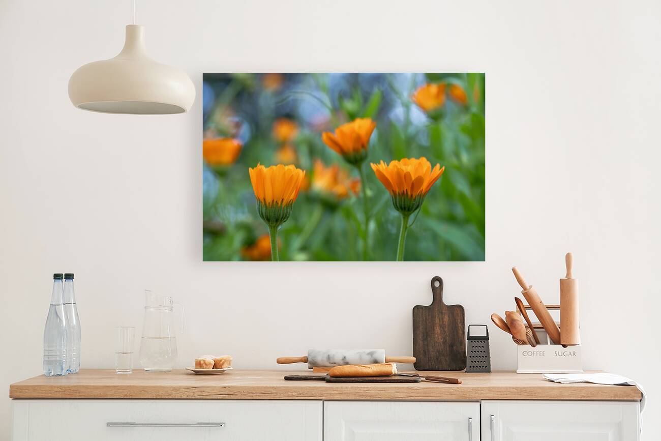 Pot Marigolds Reproduction