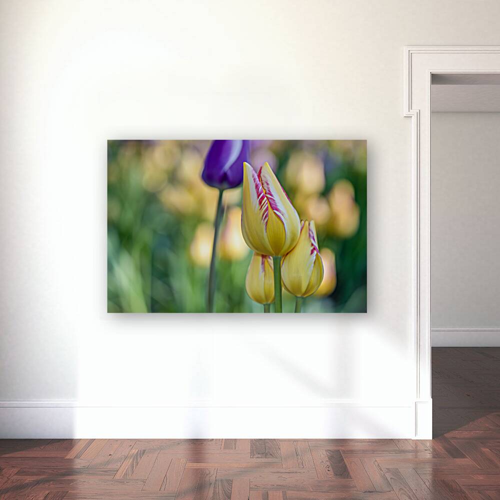 Sunlit Serendipity Reproduction