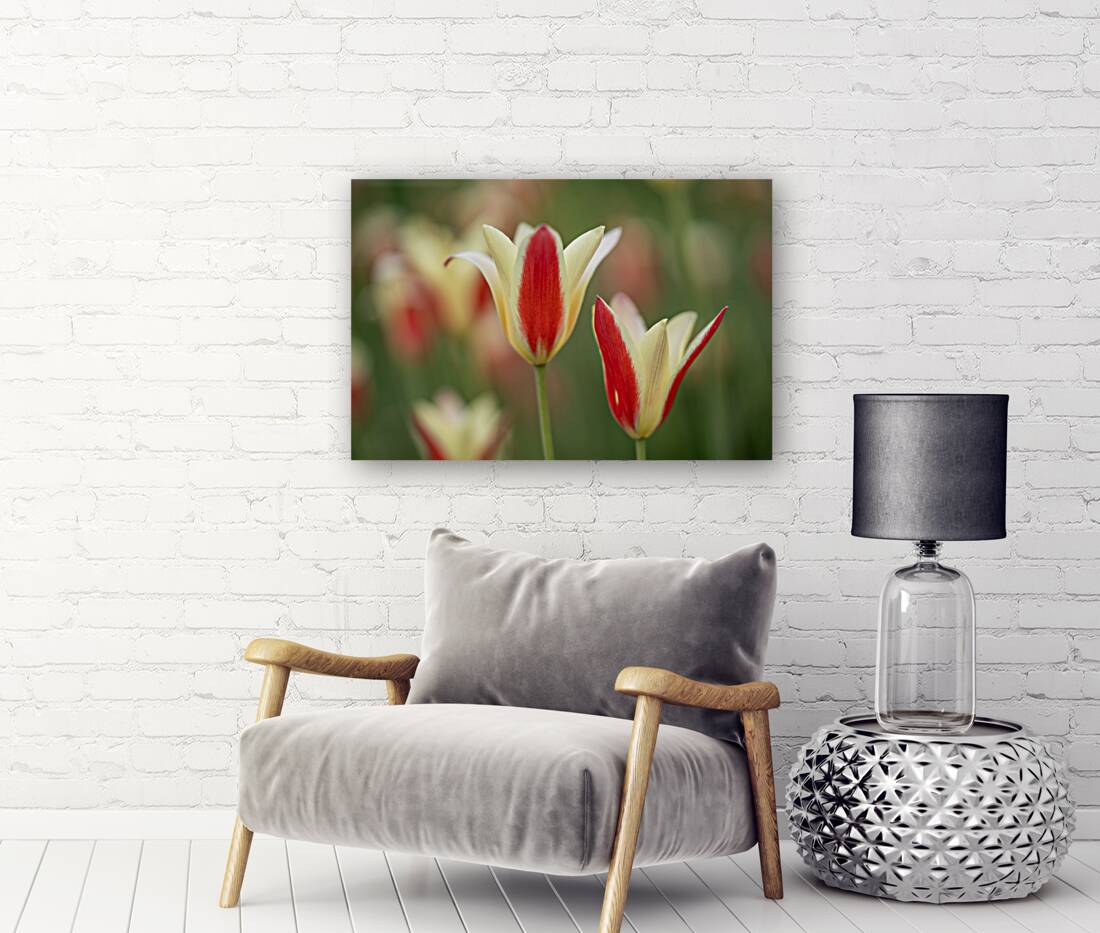 Tranquil Tulips Reproduction