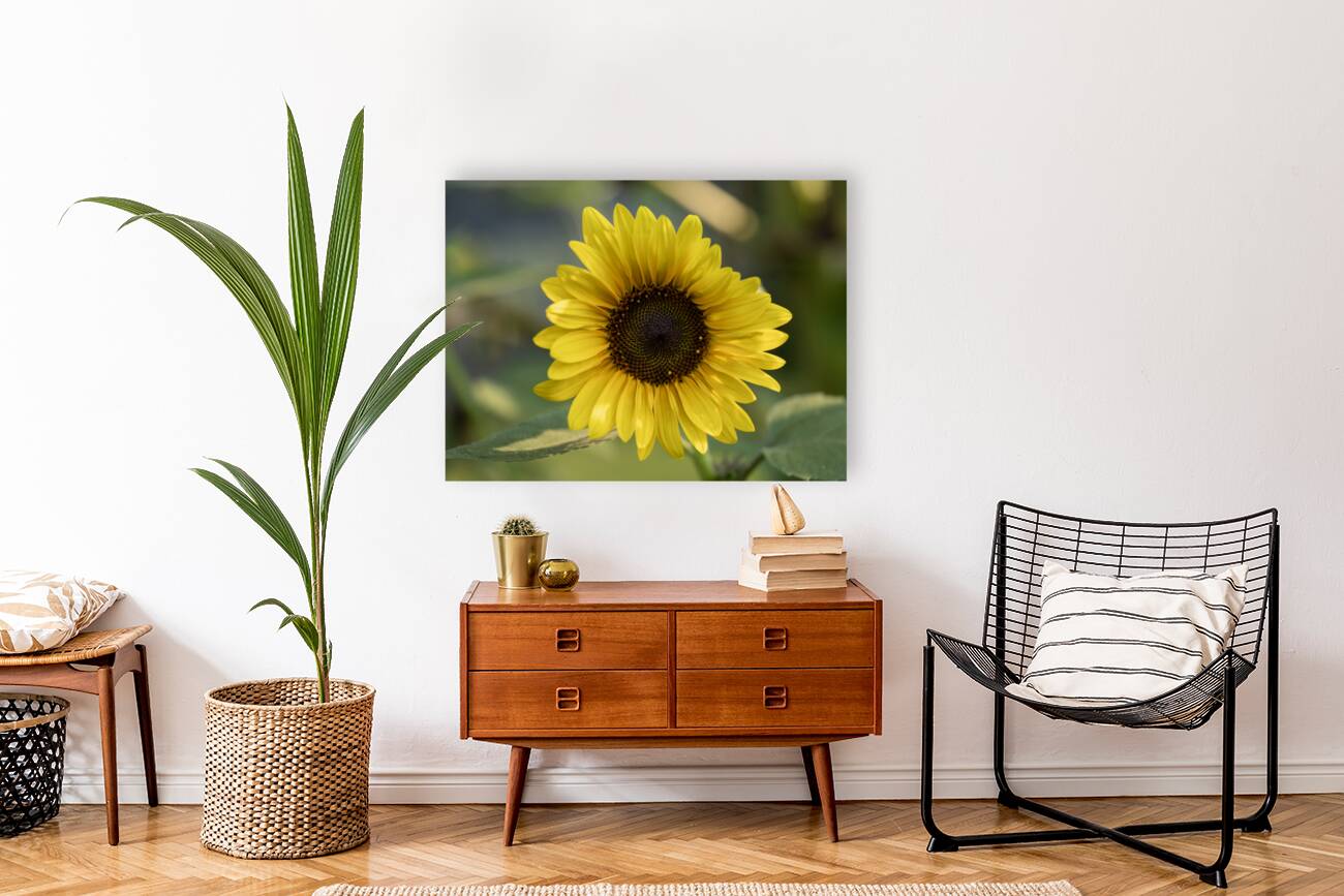 Common Sunflower Reproduction