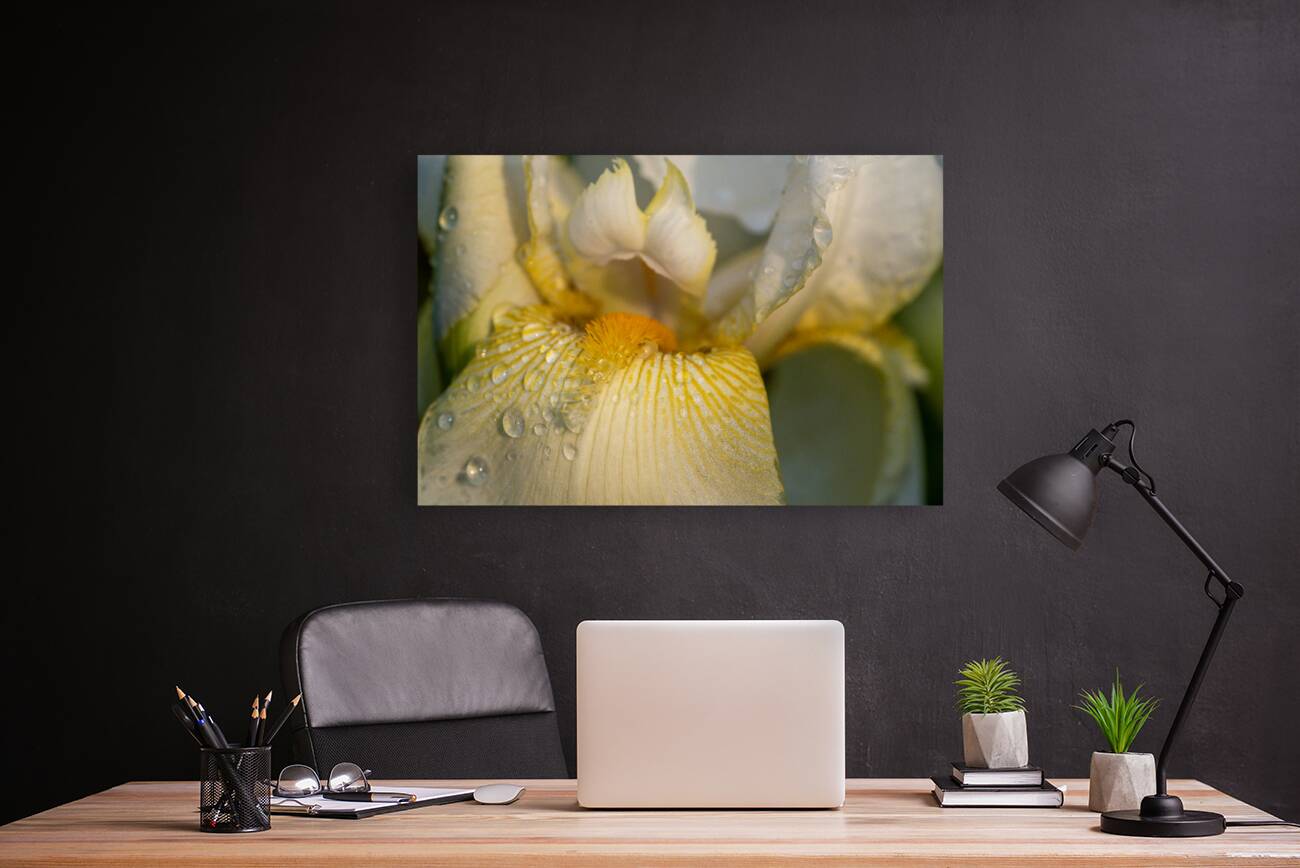 Dreamy Iris Reproduction