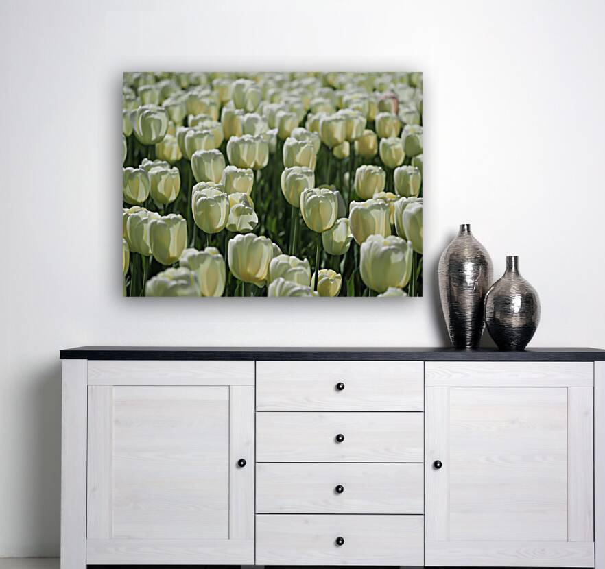 Field Of White Tulips Reproduction