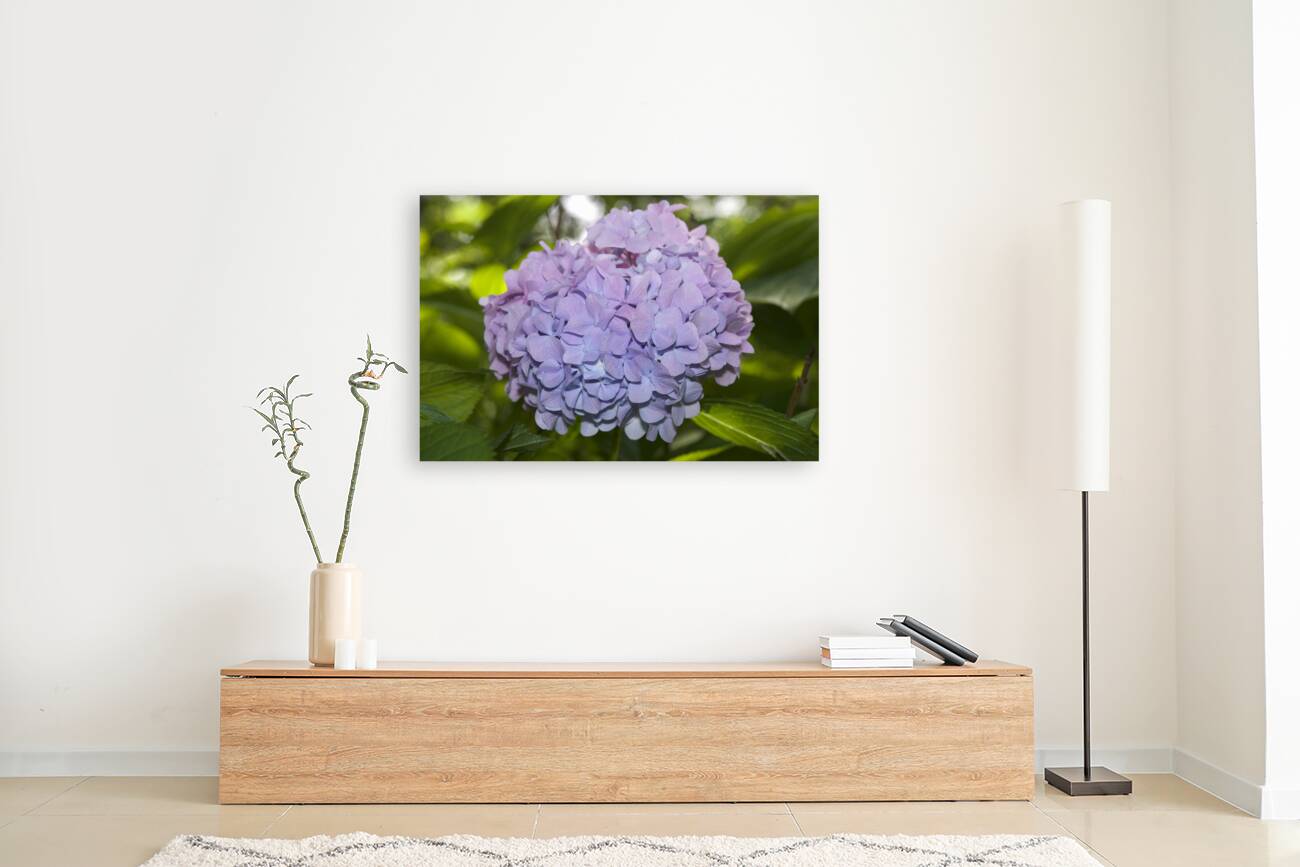Lilac Hydrangea Reproduction