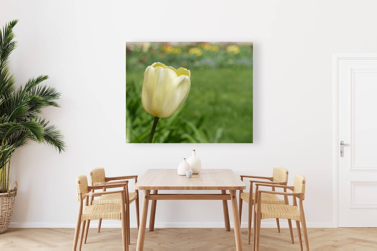 Soft as Yellow Reproduction