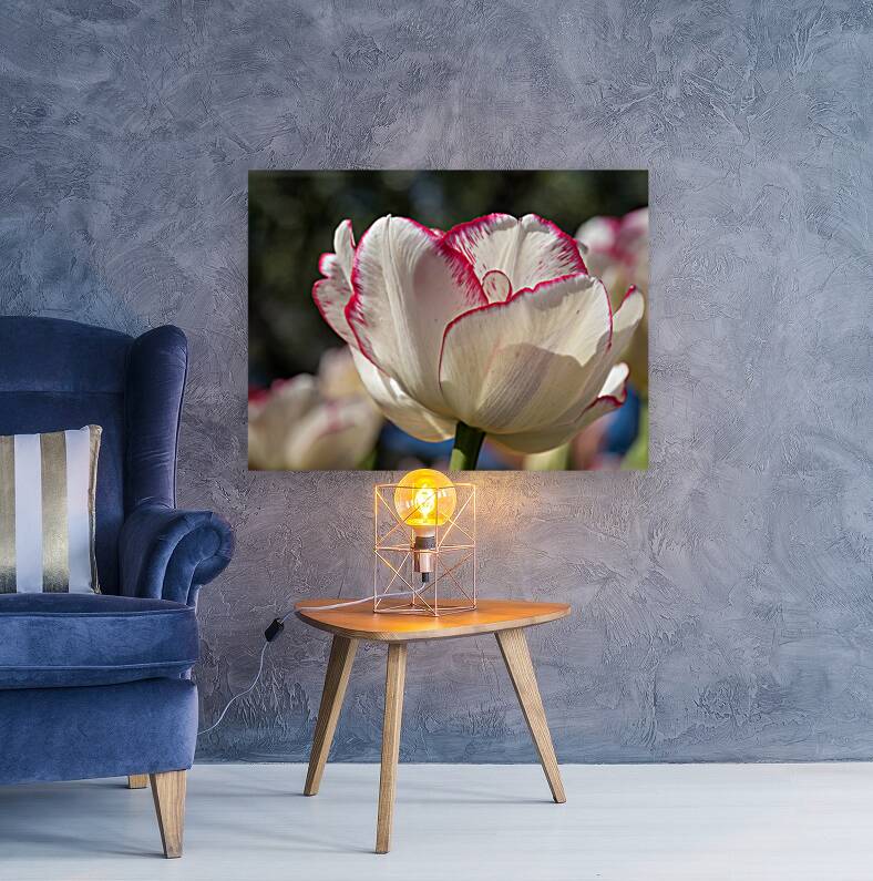 Classy One Reproduction