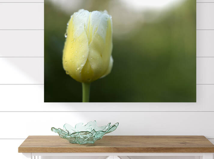 Yellow and White Tulip by LifeinColors