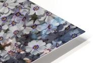 Moss Phlox HD Metal print