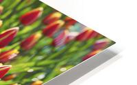 Tulip Background HD Metal print
