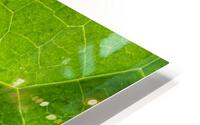 Leaf Texture HD Metal print