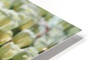 Field Of White Tulips HD Metal print