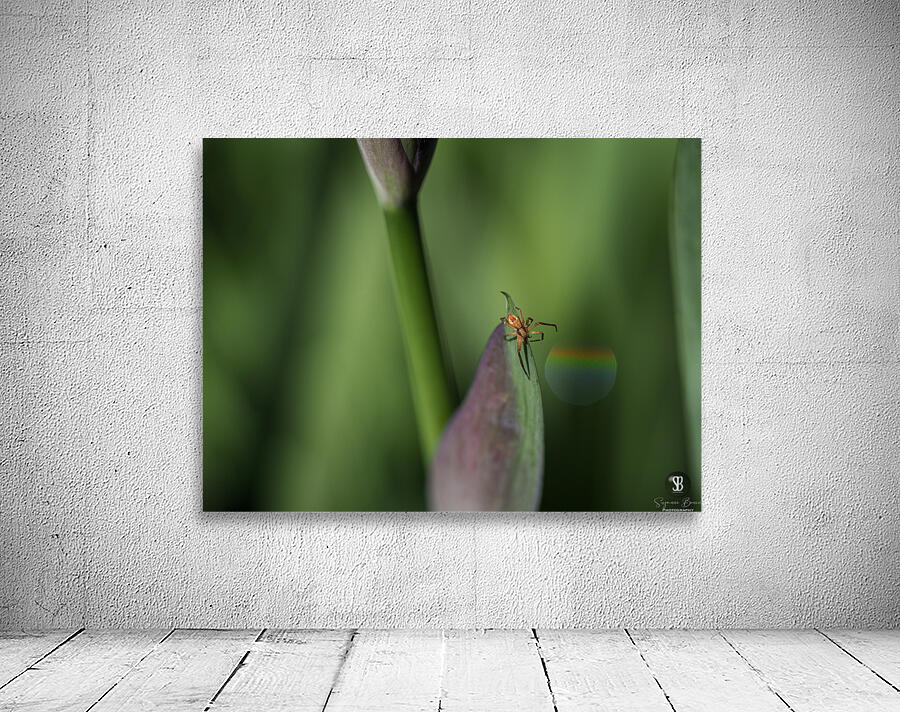 Spider with Rainbow Drop Wall Preview