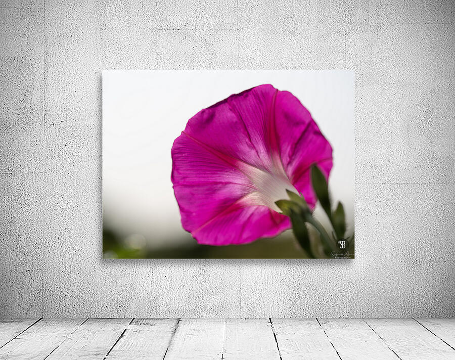 Anticipation Wall Preview