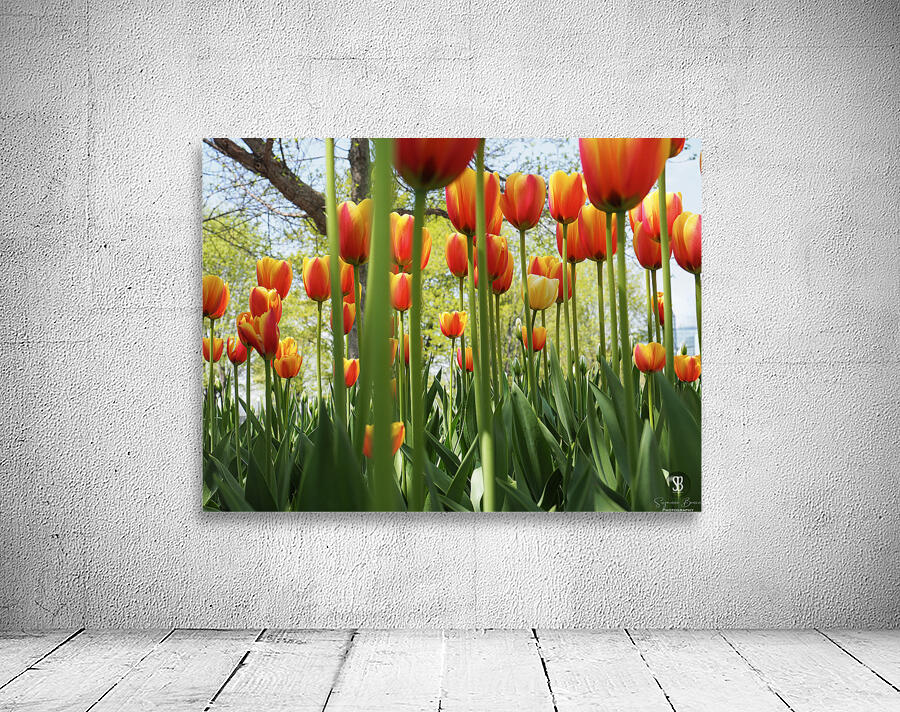 A View From Below Wall Preview