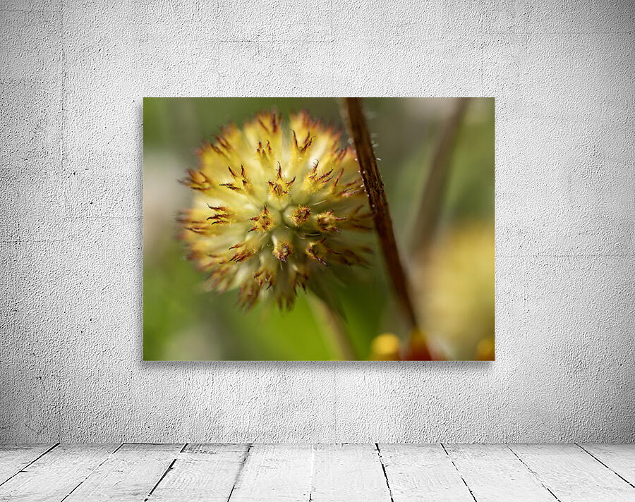 Blanketflower Wall Preview