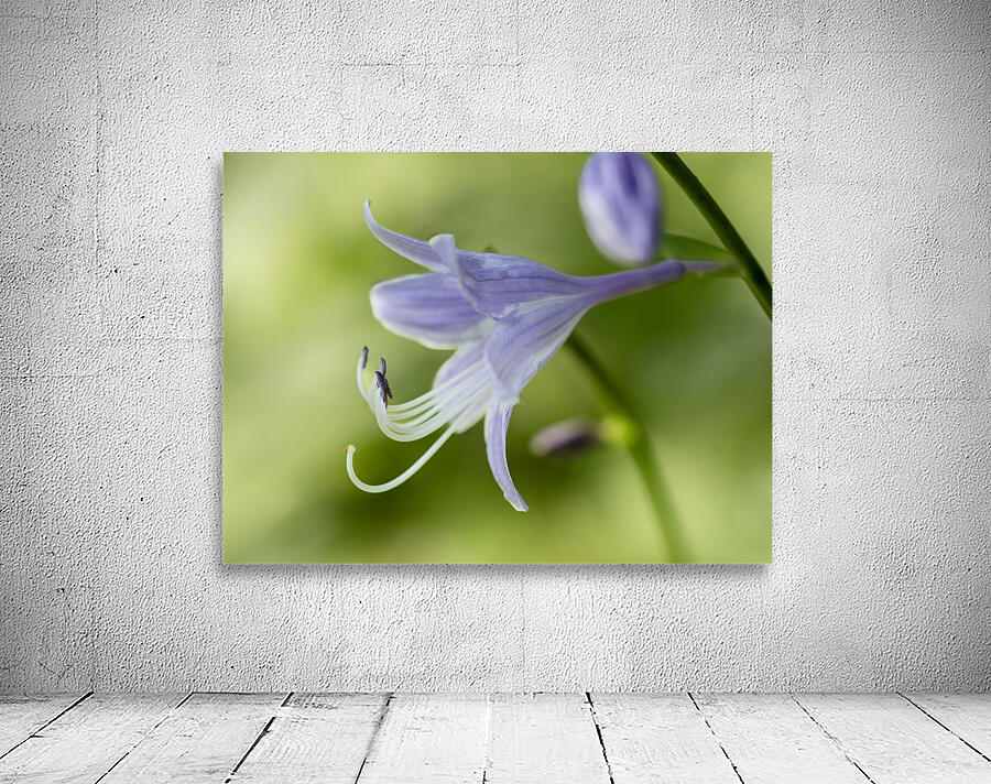 Purple Hosta Flower Wall Preview