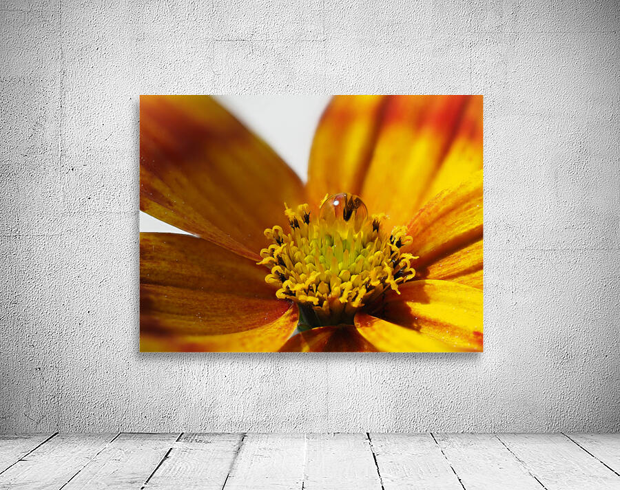 Bidens Ferulifolia Wall Preview