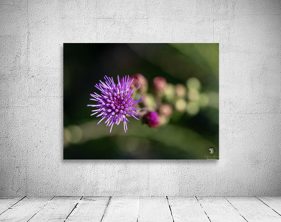 Blazing Star Wall Preview