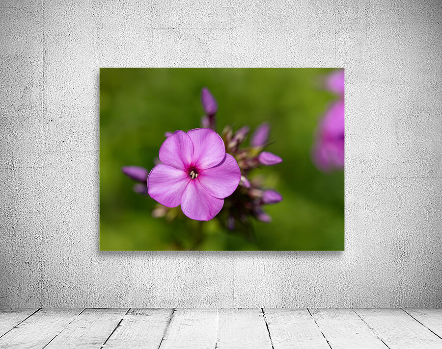 Call me Rosie Wall Preview