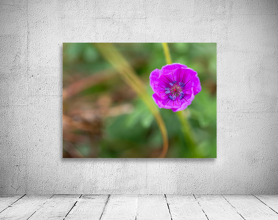 Geranium Closeup Wall Preview