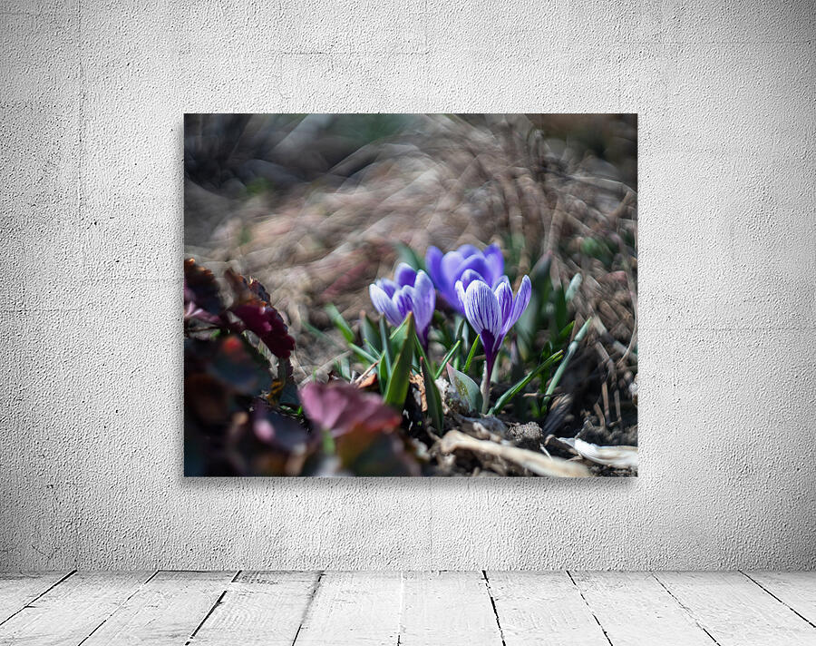 King of the Striped Wall Preview