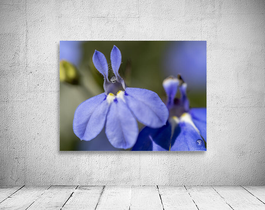 Lobelia Wall Preview