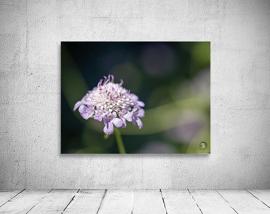 Pincushion Flower Wall Preview