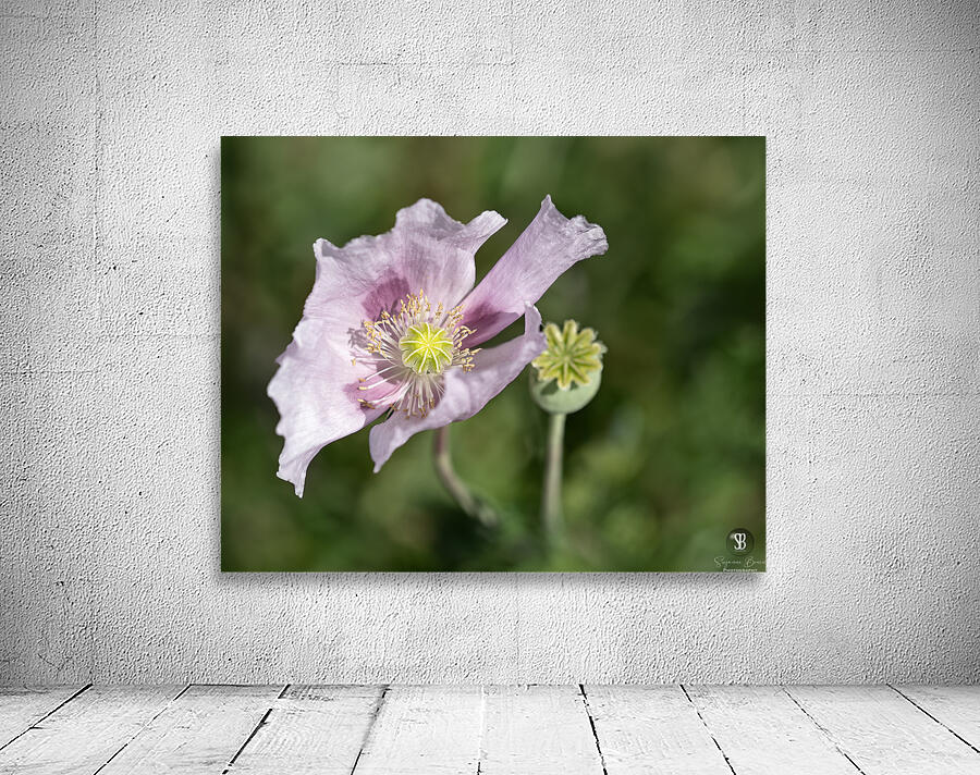 Pink Poppy Wall Preview