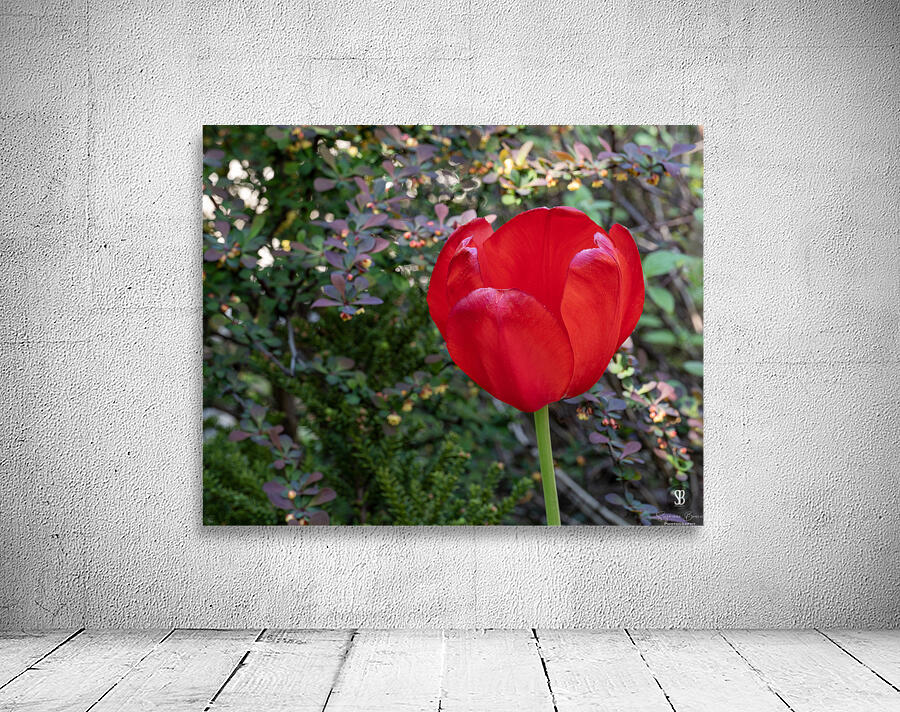 Red as Blood Wall Preview