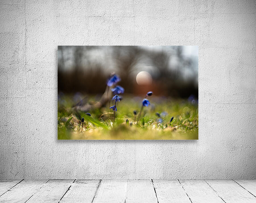 Siberian Squill Wall Preview