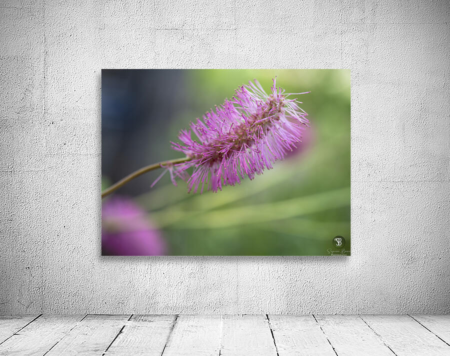 Squirrel Tail Wall Preview