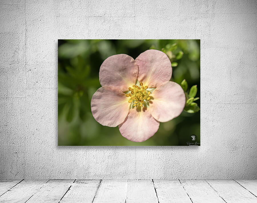 The Wild One Wall Preview