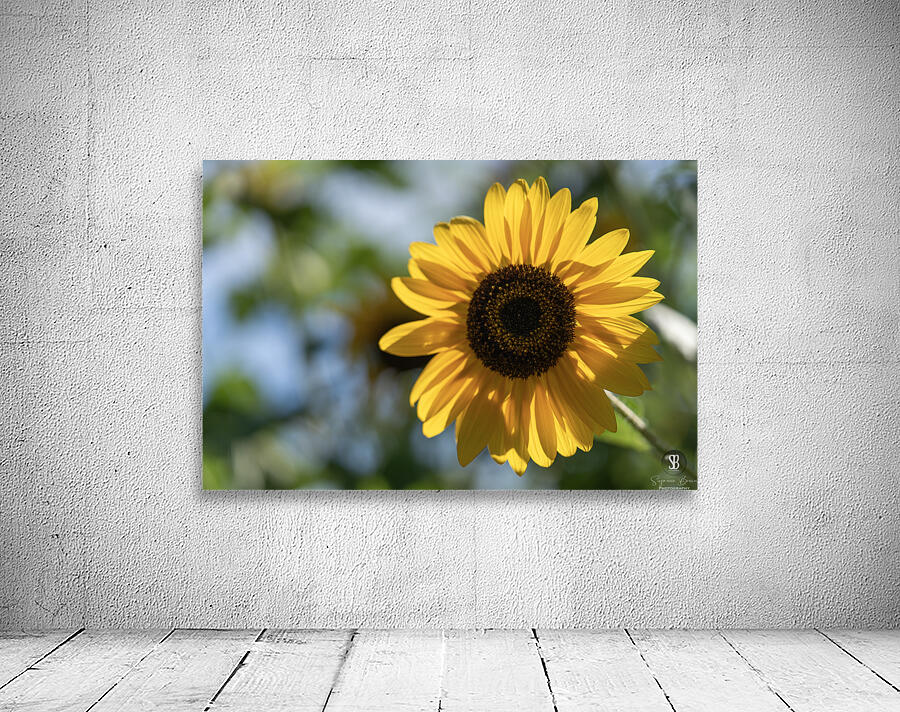 Sunlit Serenade Wall Preview