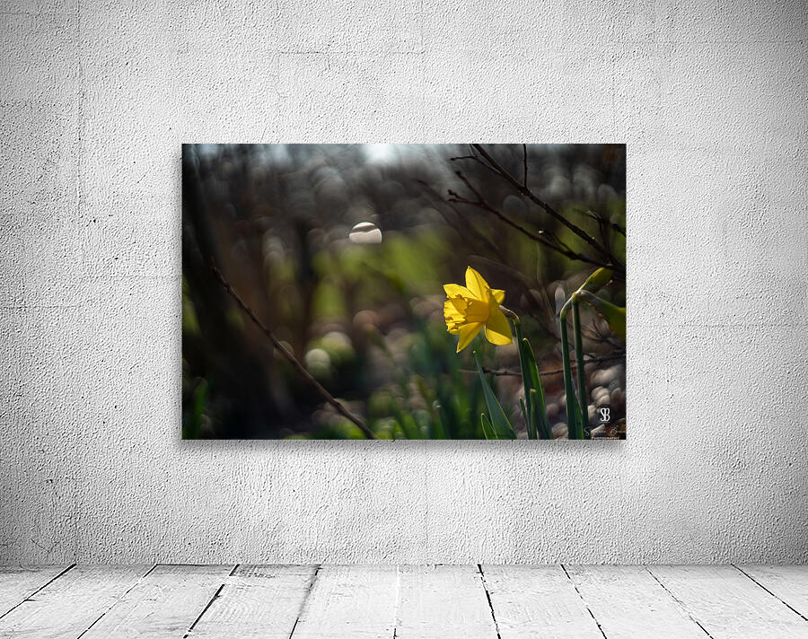 Daffodil Dreamscape Wall Preview