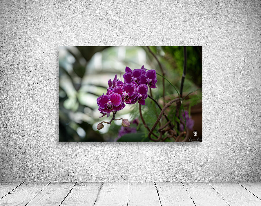 Velvet Violet Wall Preview