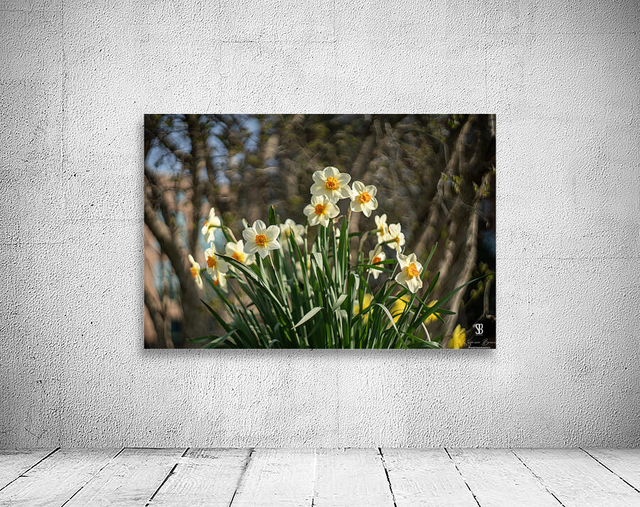 Daffodil Dreams Wall Preview