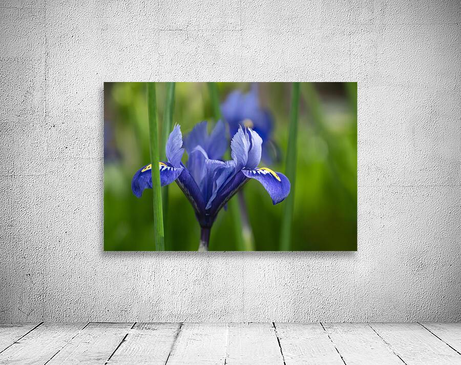 Velvet Blue Wall Preview