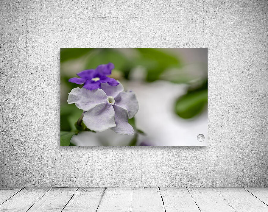 Mauve Melody 1 Wall Preview