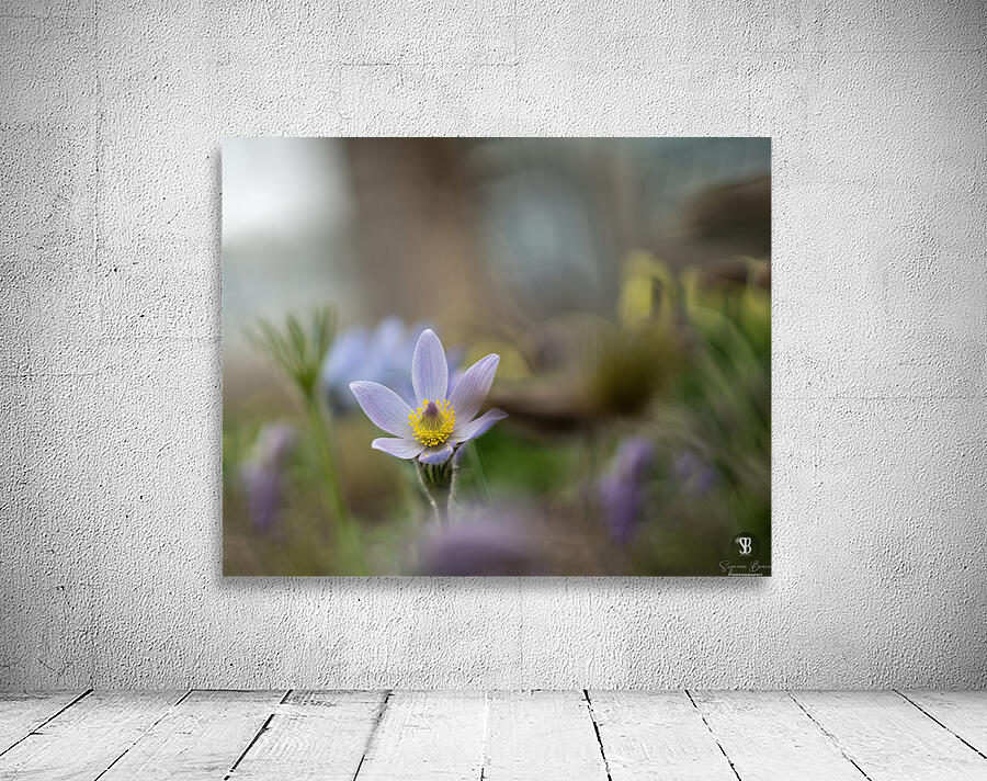 Purple Haze Wall Preview