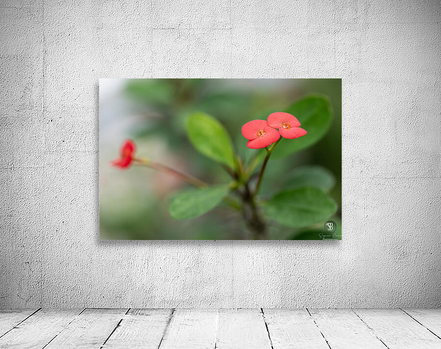 Rosy Red Twilight Wall Preview