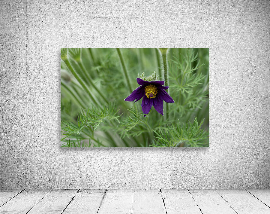 Purple Paradise Wall Preview