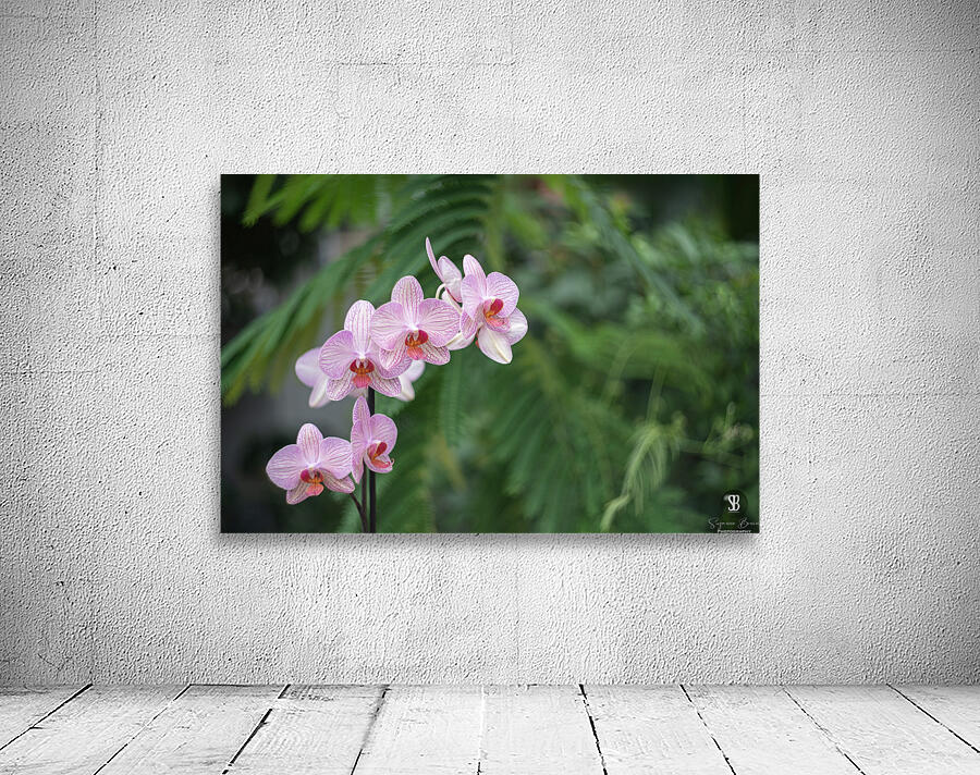 Orchid Reverie Wall Preview