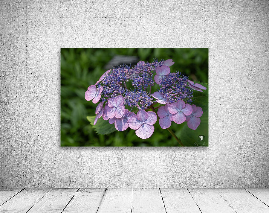 Penny Mac Wall Preview