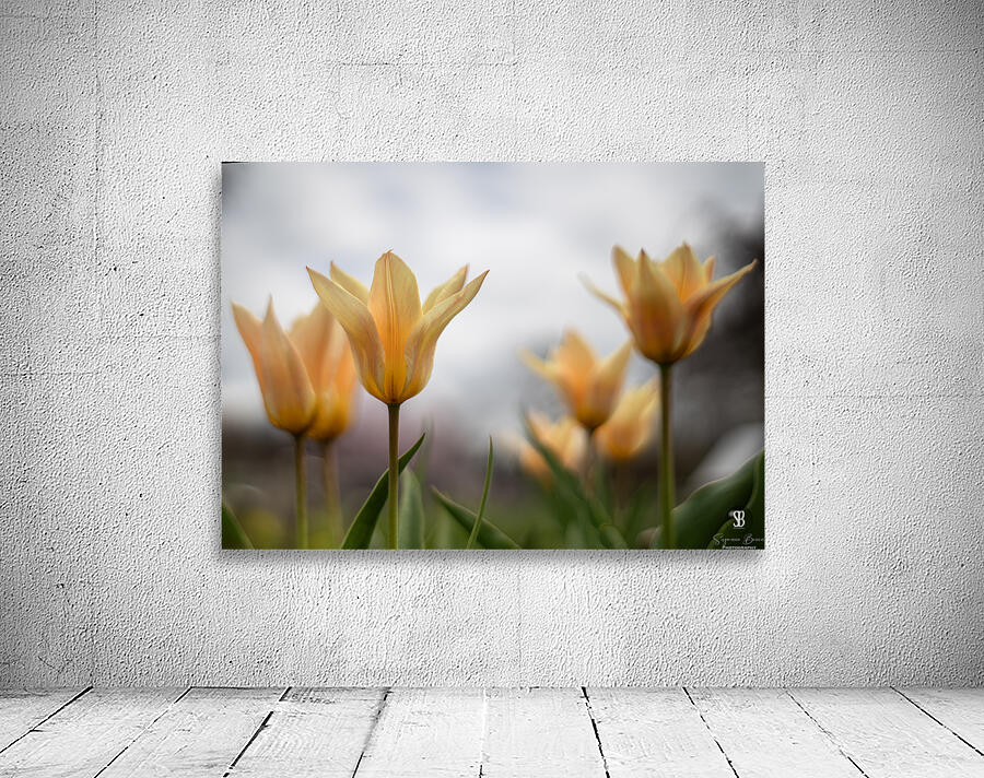 Amber Aurora Wall Preview