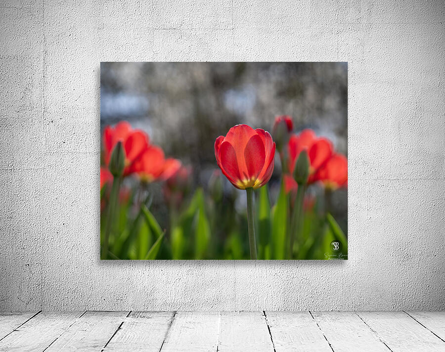 Crimson Elegance Wall Preview